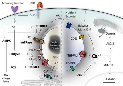 TRP Channels as Interior Designers: Remodeling the Endolysosomal Compartment in Natural Killer Cells